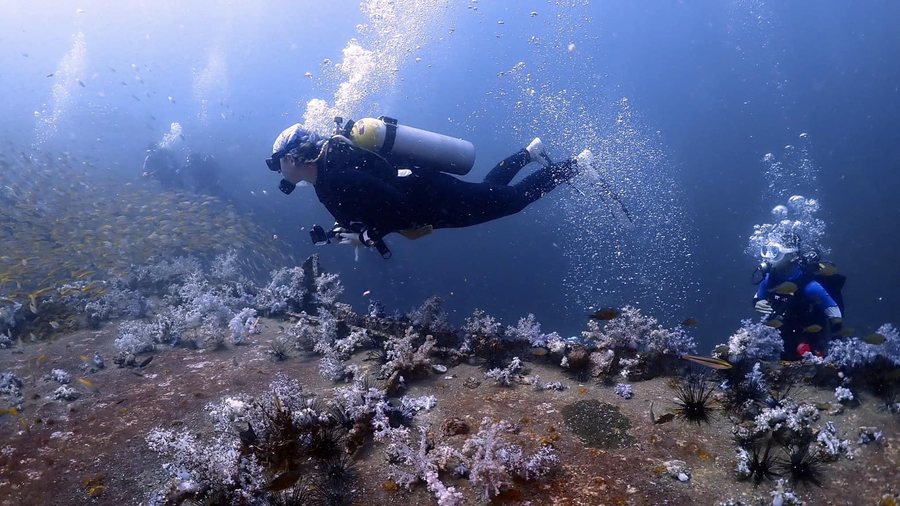 Scuba divers exploring a reef slope with fish and soft coral