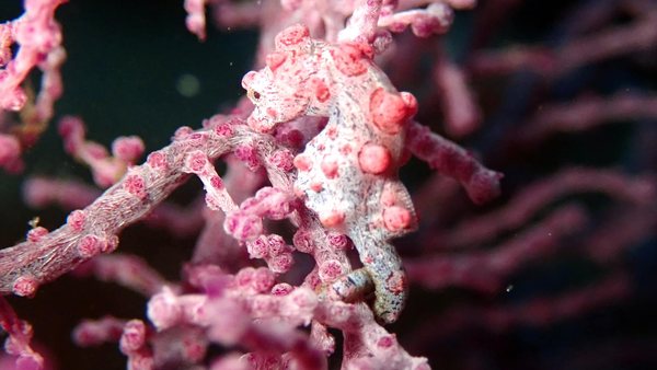 Small camouflaged marine life on pink coral branches