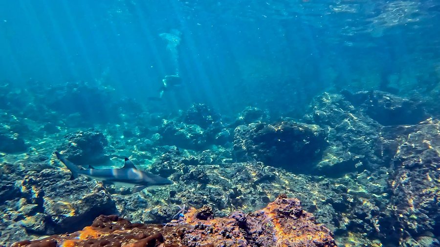 Clear underwater reef scene with fish and blue sunlight