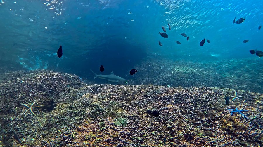 Shallow reef scene with fish under a bright water surface