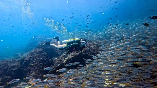 Diver swimming alongside a school of reef fish