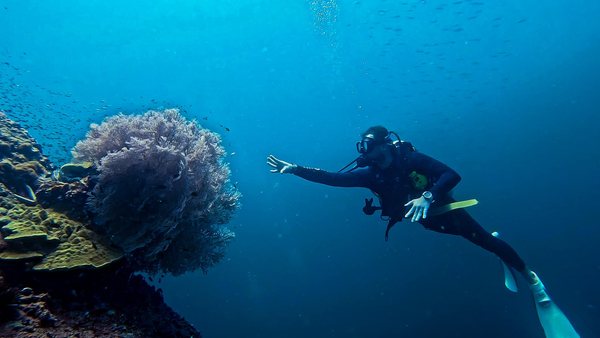 Diver hovering calmly beside a reef during a local dive