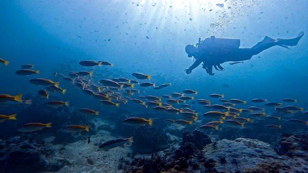 Scuba diver silhouette swimming above reef fish