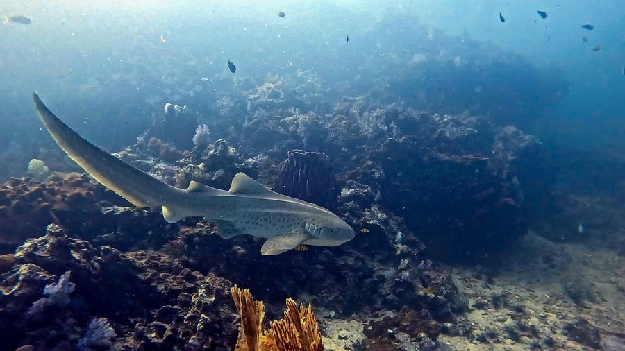 Leopard shark resting over a reef with small fish