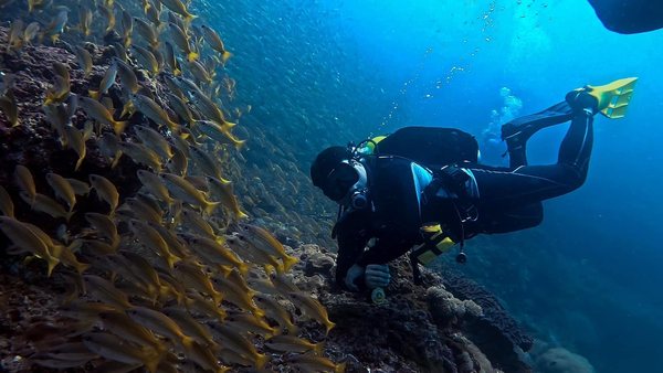 Diver swimming beside a large school of fish over a reef