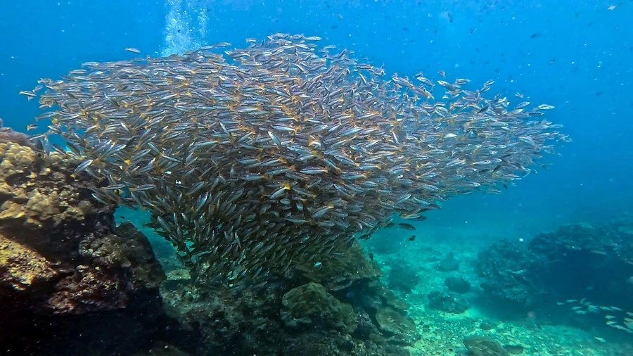 Schooling fish over a bright reef on a Phuket-area dive